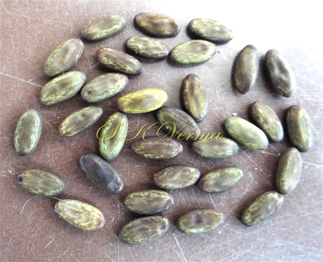  Seeds